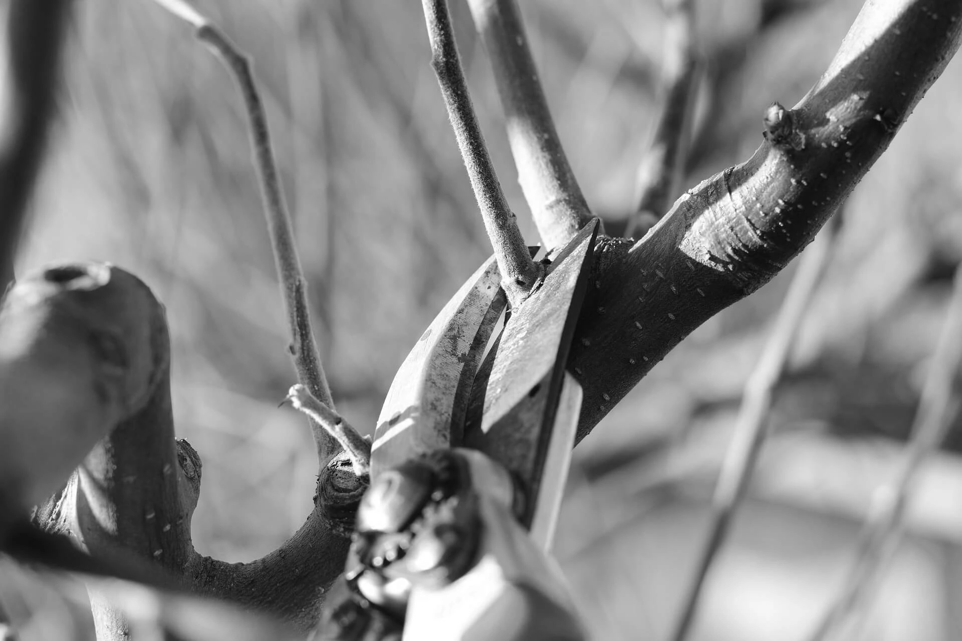 A close up of a pair of pruning shears cutting off a small branch for tree care
