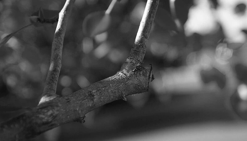 Close up of a branch that's recently been pruned for your landscape