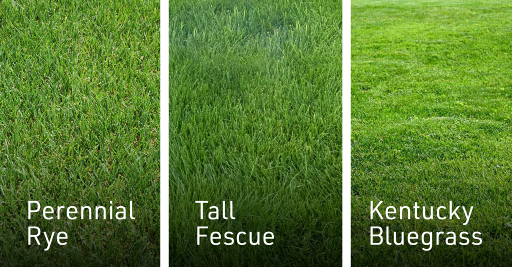 The different types of grass that one could have for landscaping