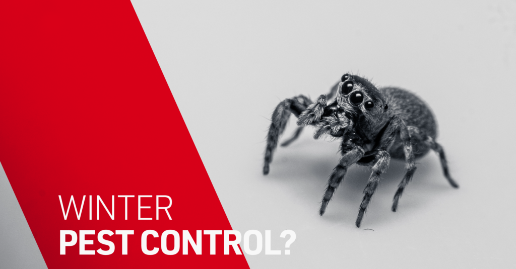 Winter pest control may be more necessary than you might think. 