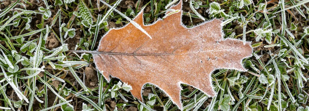 Leaf with winter frost