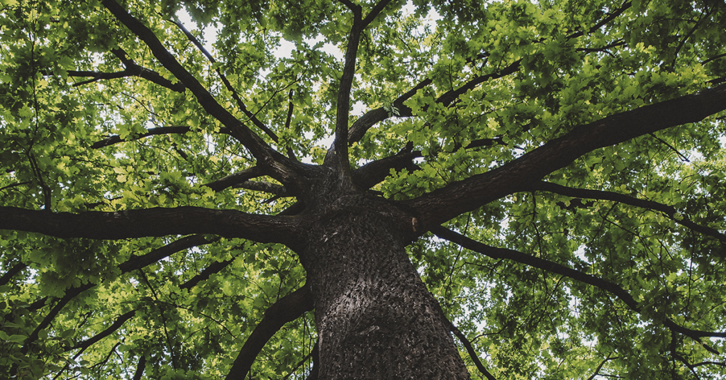 commercial property tree care